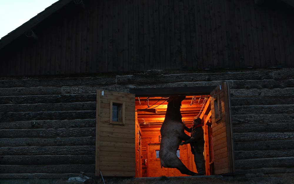 Bull Elk being processed in a barn.