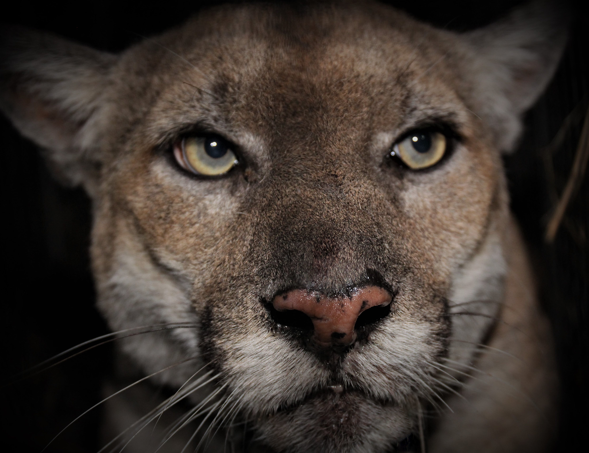 cougar close-up NPS