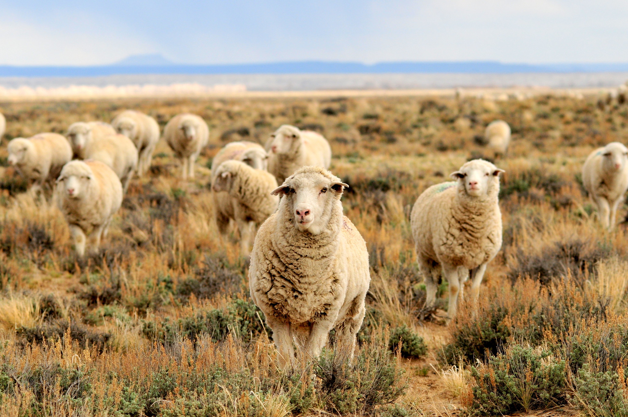 a flock of sheep at Seedskadee