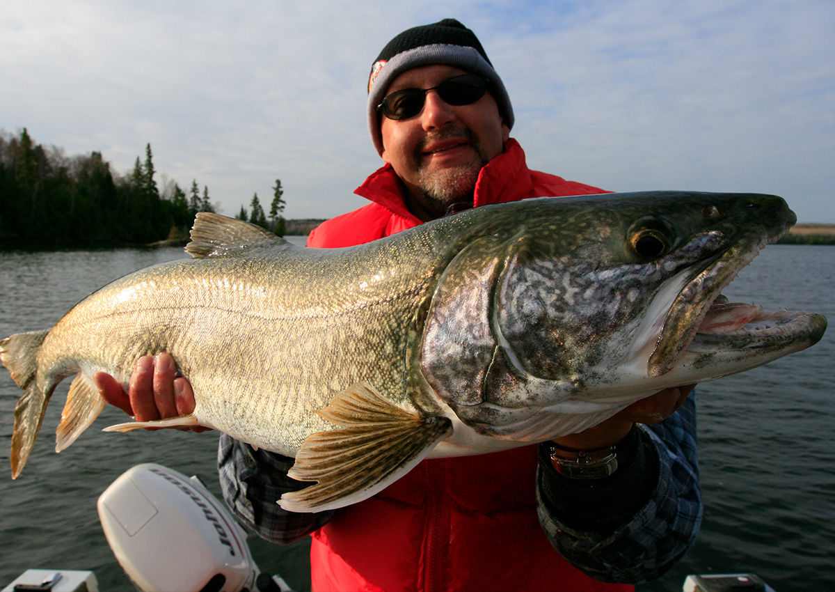 Choosing the best lake trout lure depends on the depth and presentation style. 