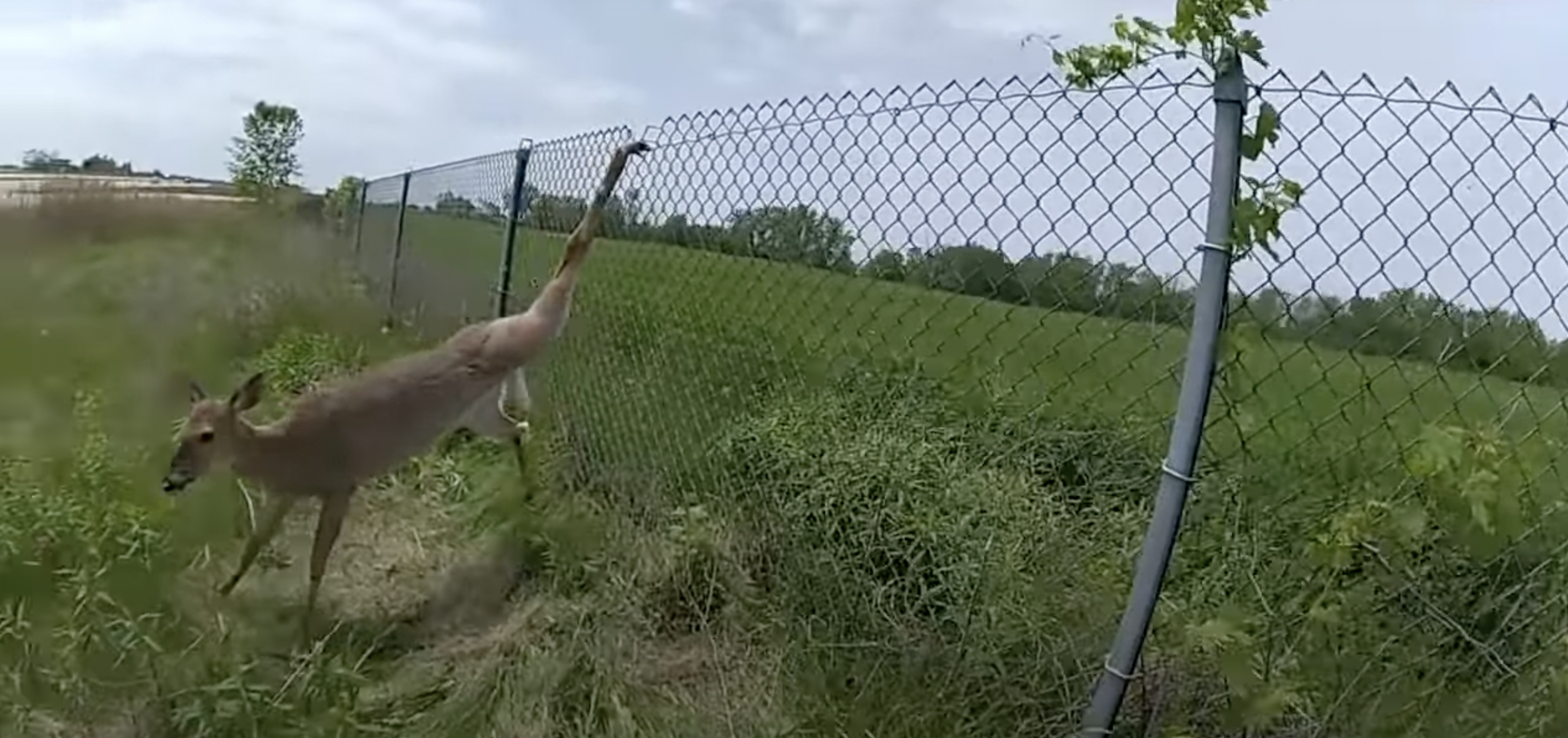 A whitetail doe was freed from this fenceline.