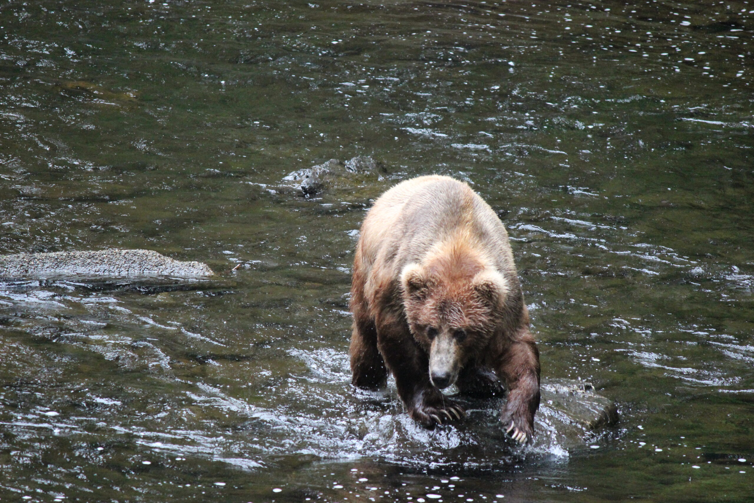 A brown bear on Afognak Island