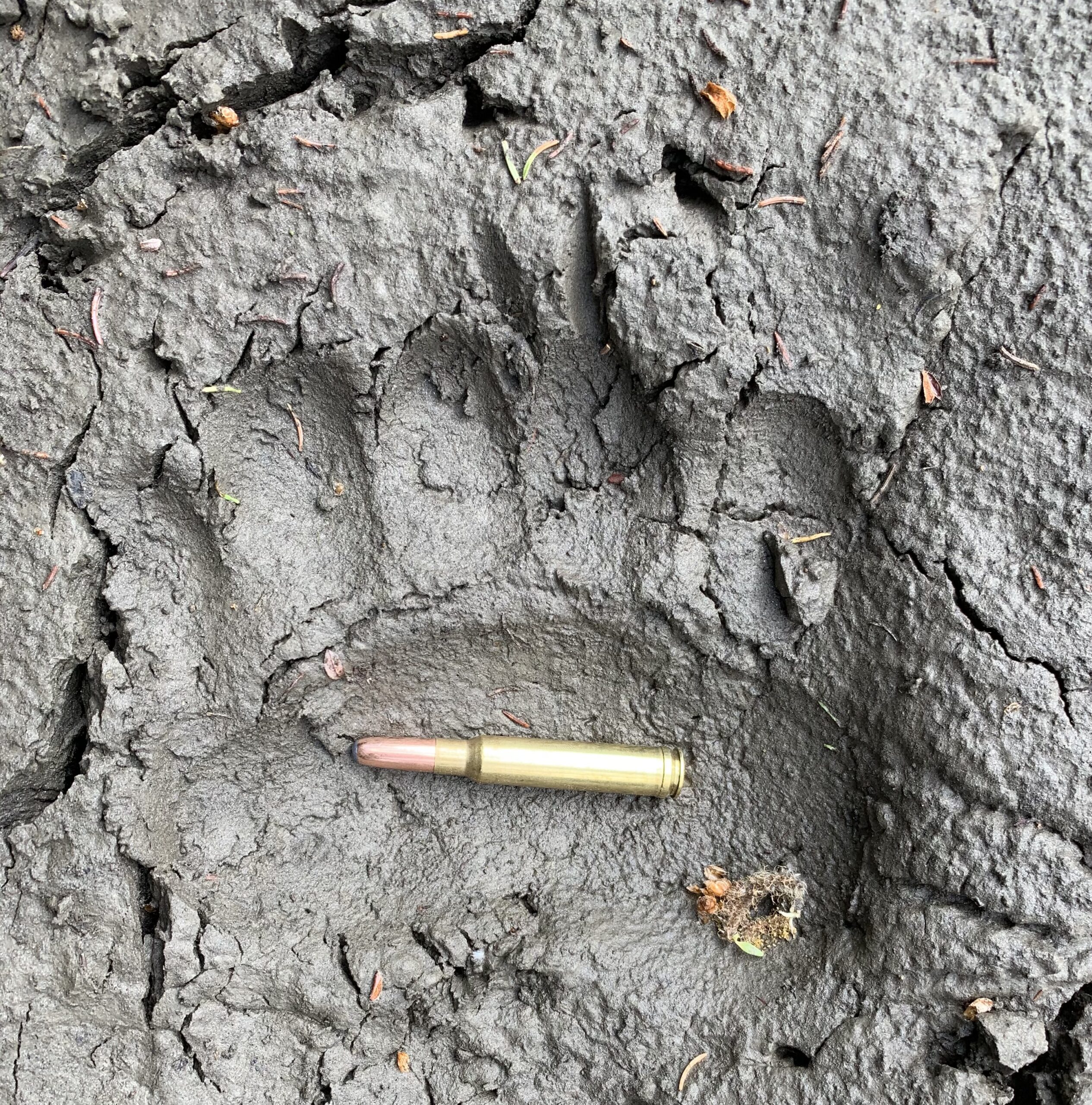 .338 Win. Mag. Cartridge inside a grizzly track