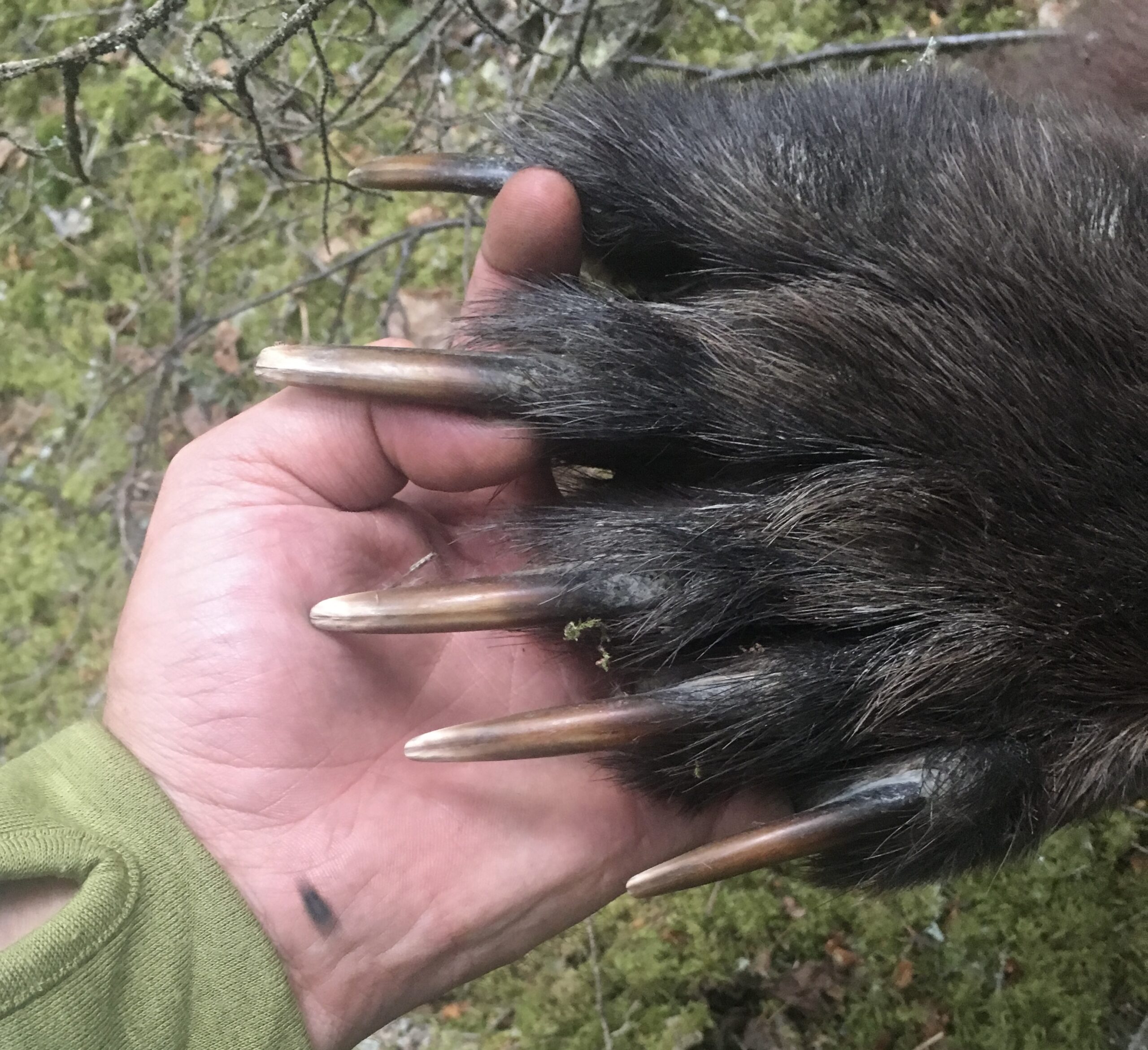 claws of a mature grizzly bear
