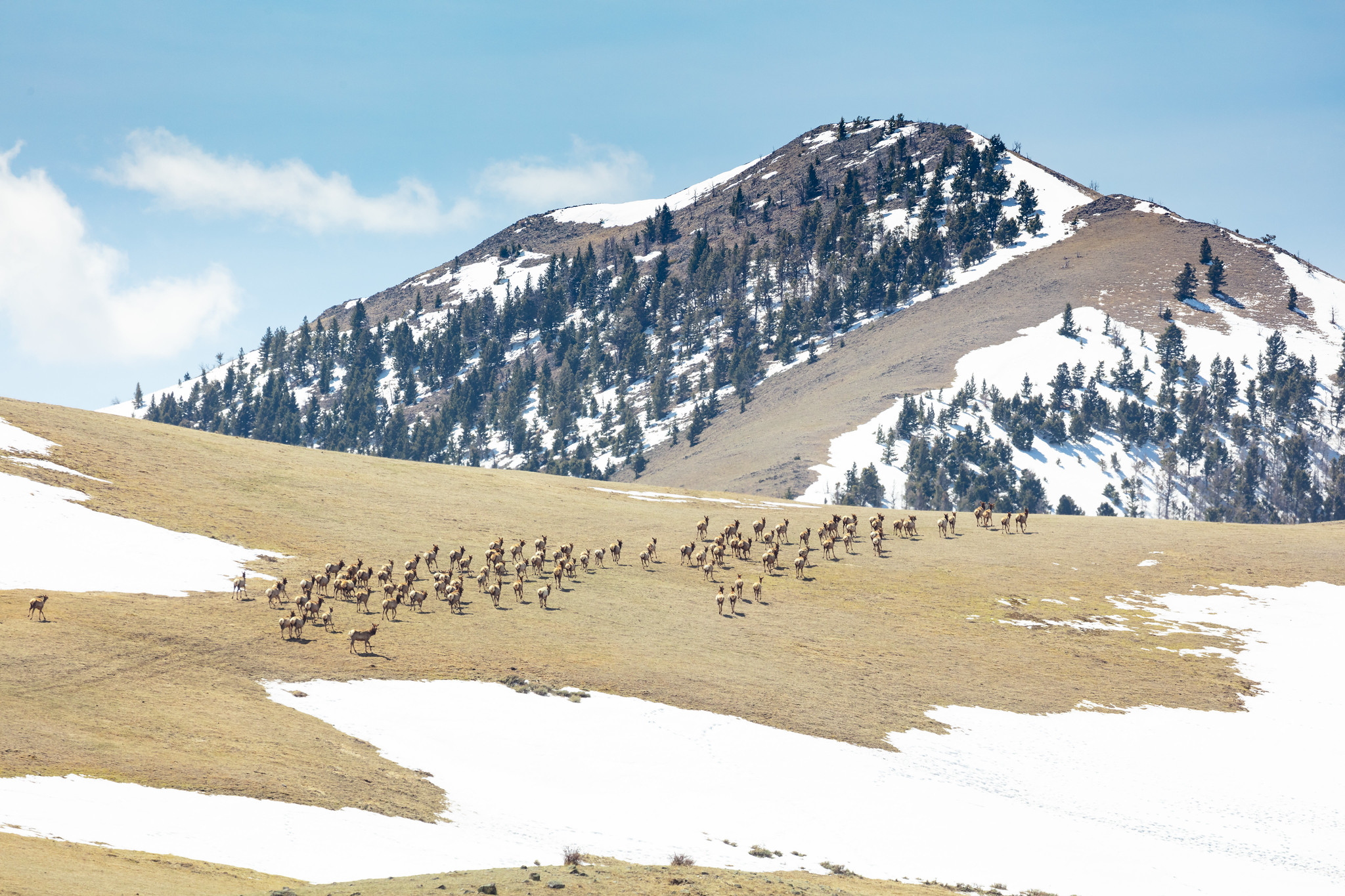 Elk herd in snowy mountains.