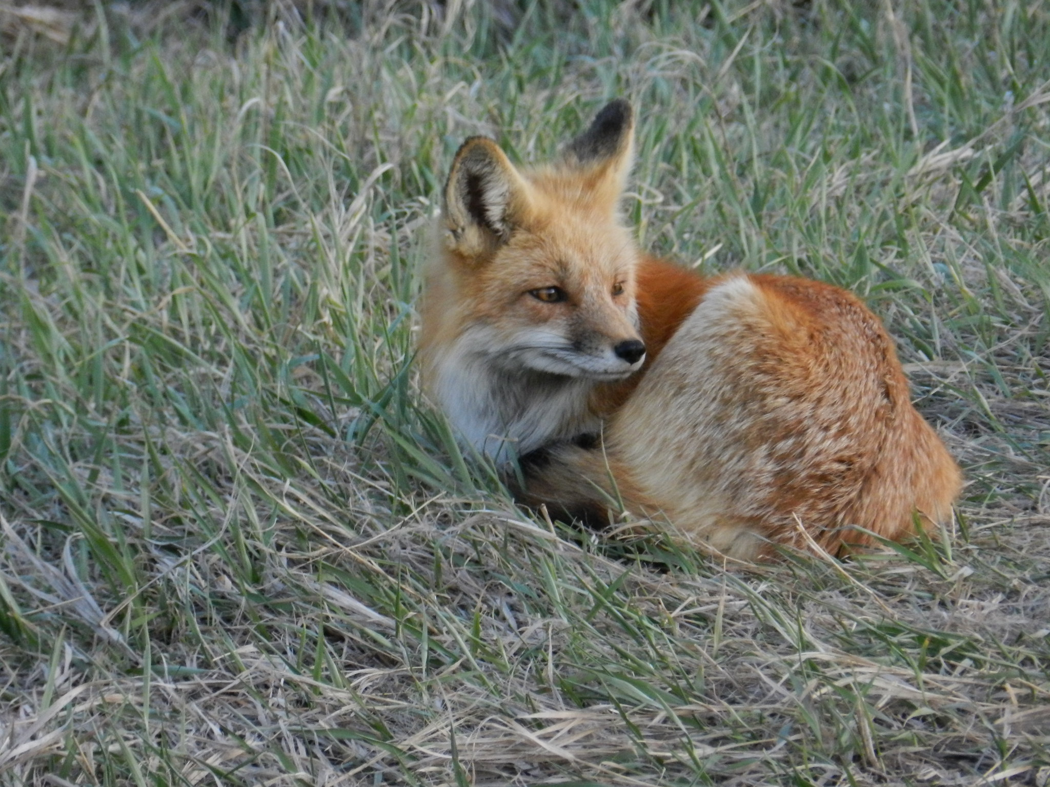 Two red foxes died of avian flu in Utah.