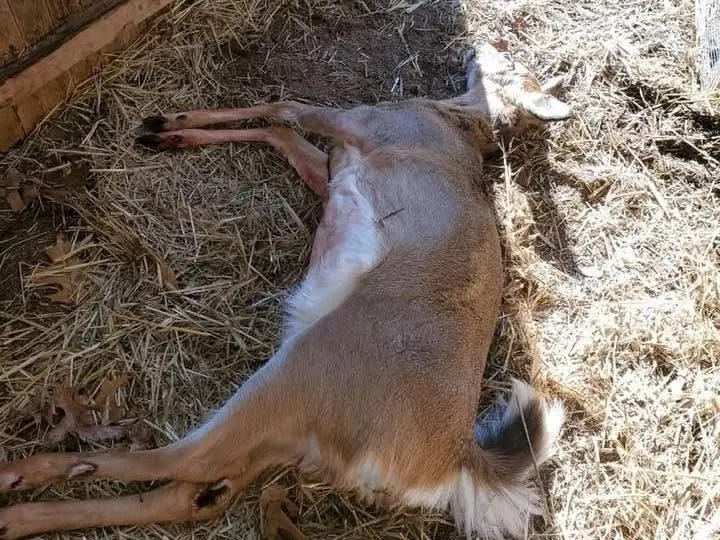 This doe died just feet from and animal hospital on Long Island.
