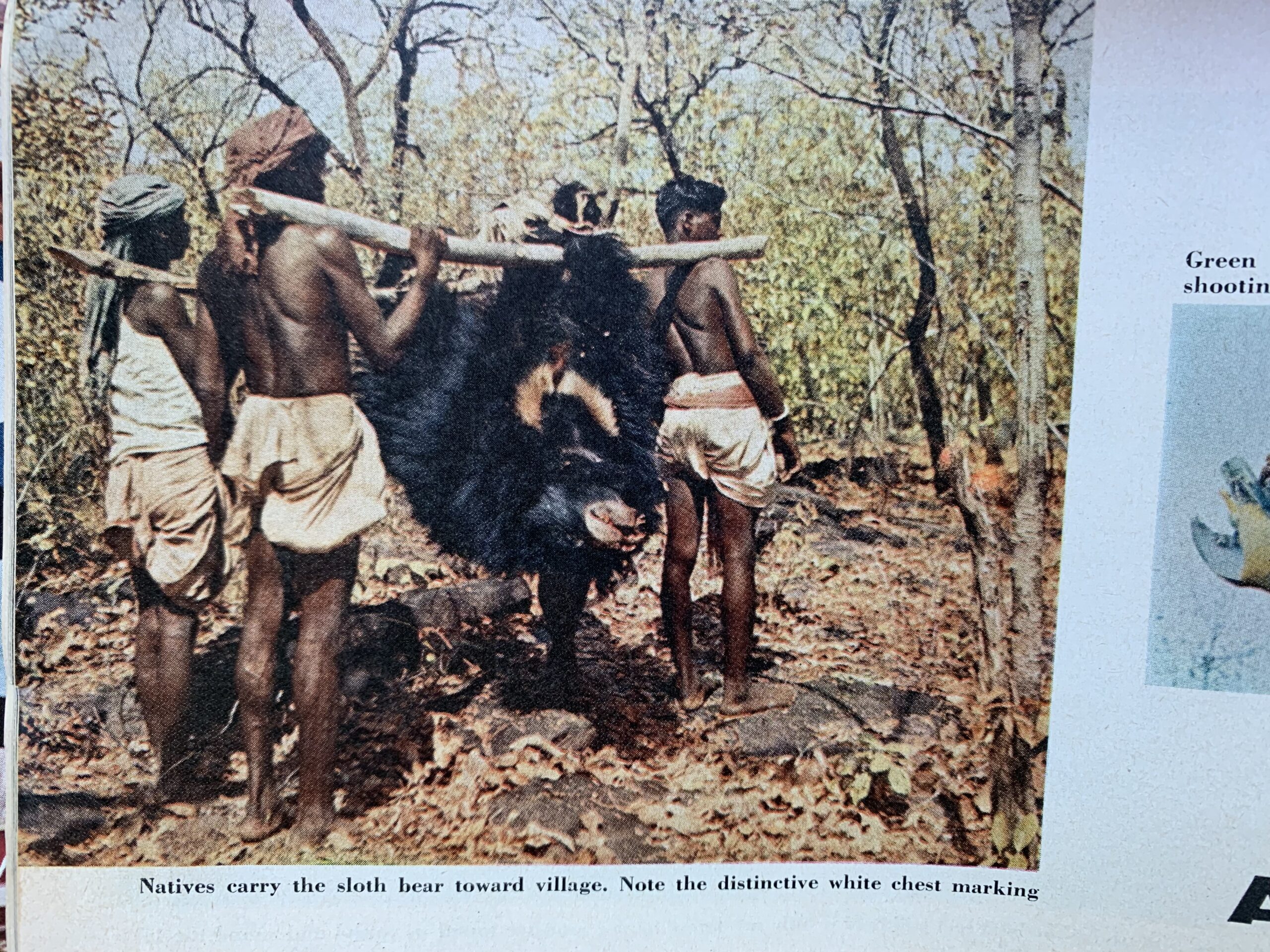 villagers carry out the killer sloth bear