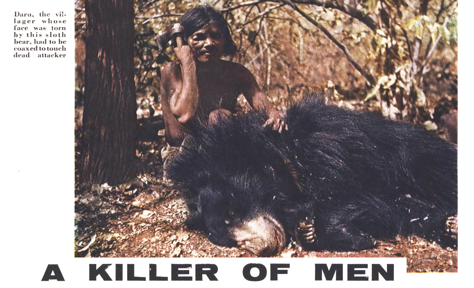 a killer sloth bear in India