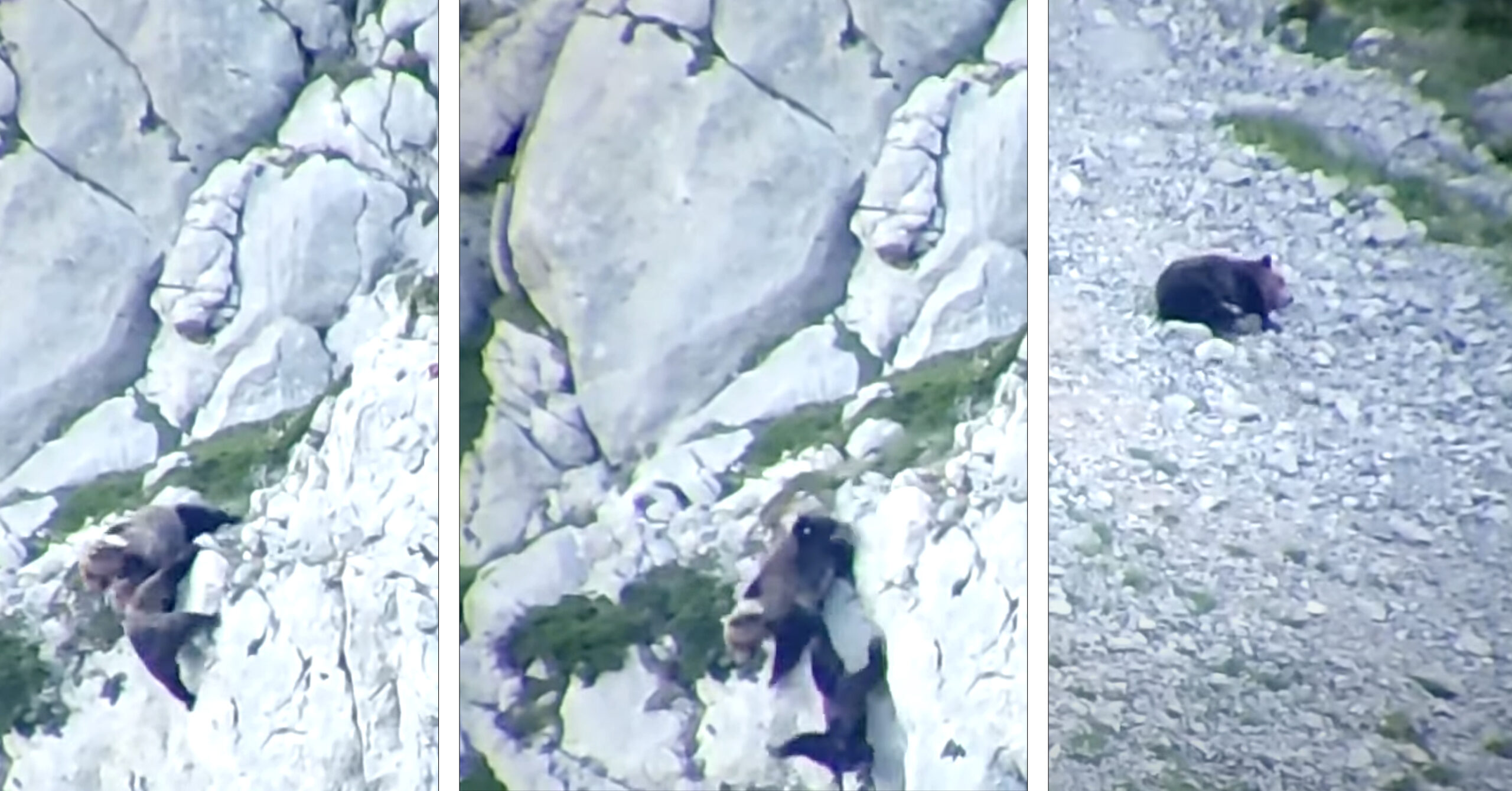Brown bears fall off mountain.