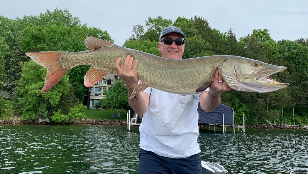 Schiller's muskie was estimated to weigh 45 pounds.