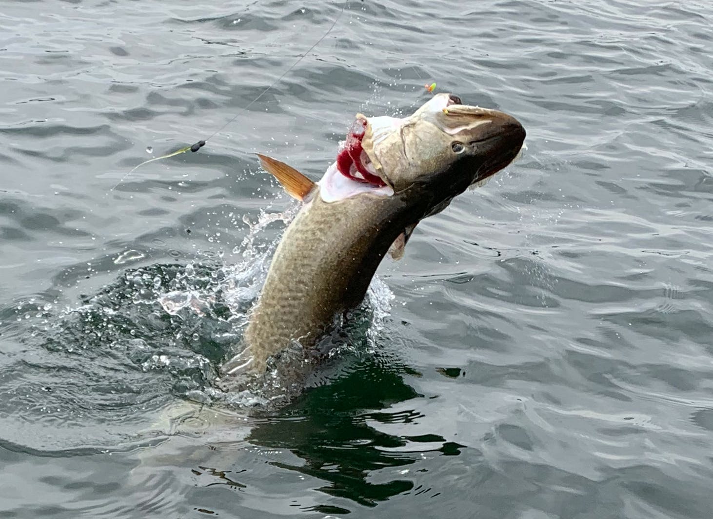 Minnesota Angler Hooks Walleye and Muskie on the Same Bait With One Cast