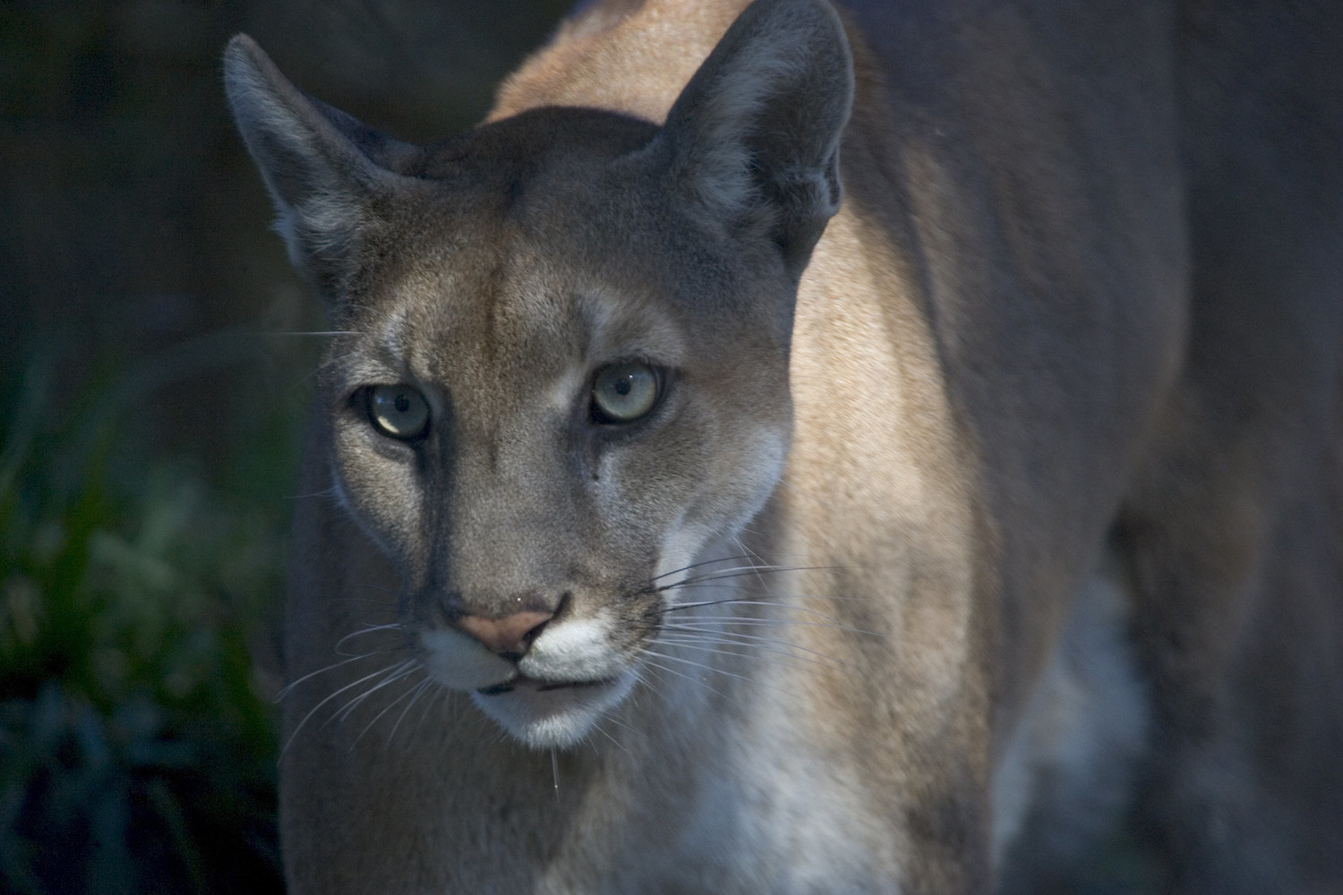 Florida panthers in Southern Florida are killing tons of deer.