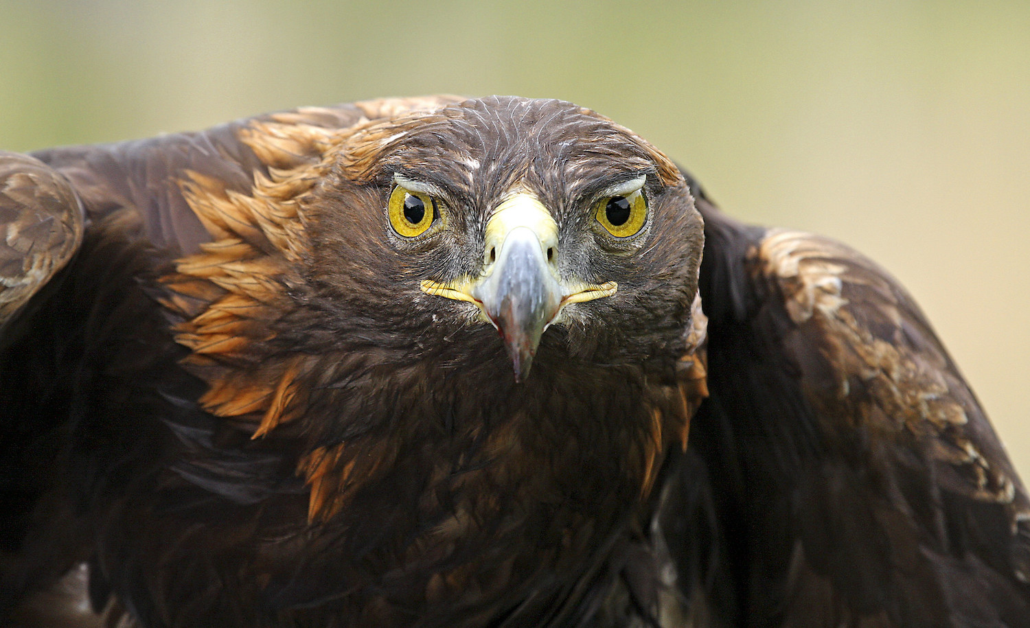 Two men were fined and sentenced for shooting a golden eagle.