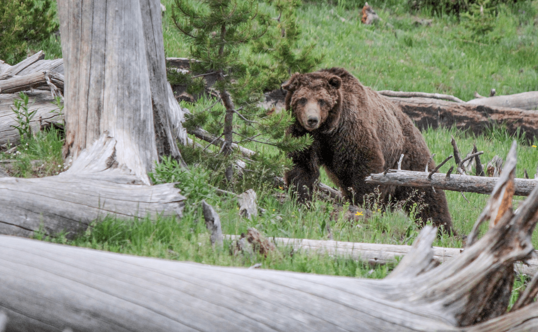 Two Hunters in North Idaho Shoot and Kill a Grizzly Bear in Self-Defense