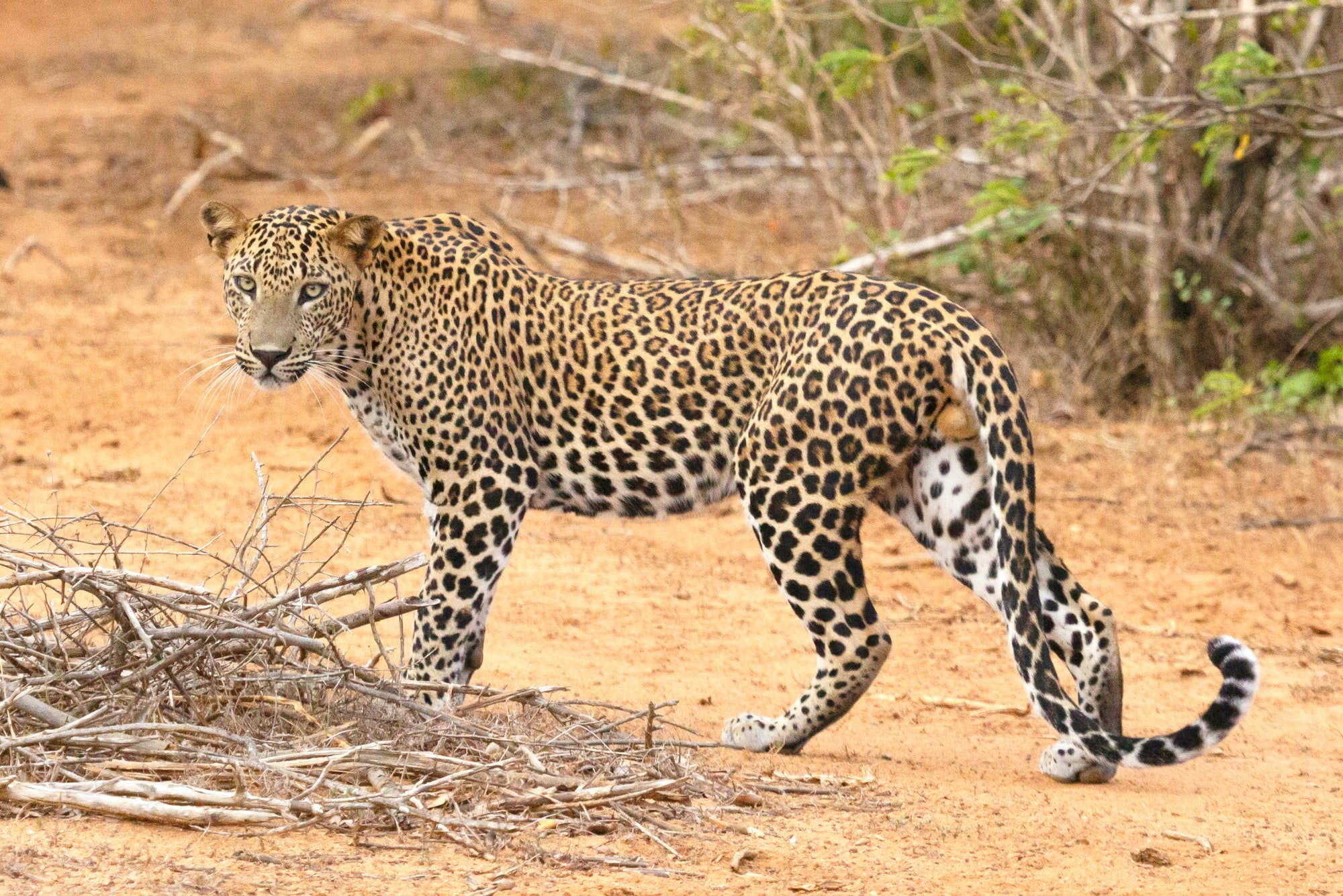 A leopard in india killed three children and is now being hunted by authorities.
