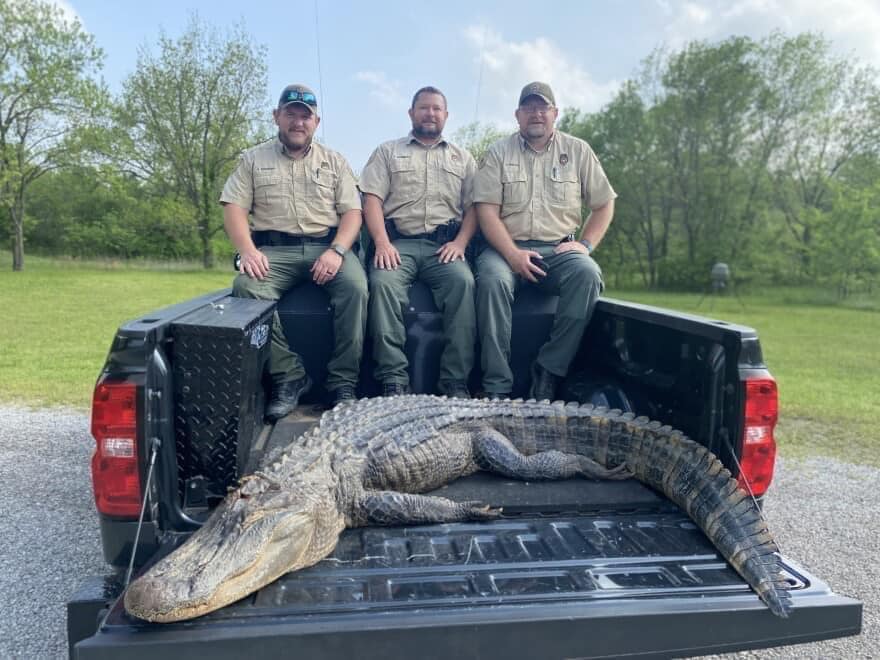 ODWC finds gator in north Oklahoma