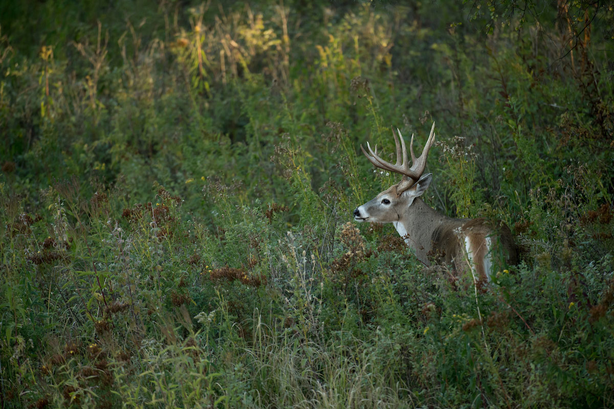 How to Hunt Deer Early Season 