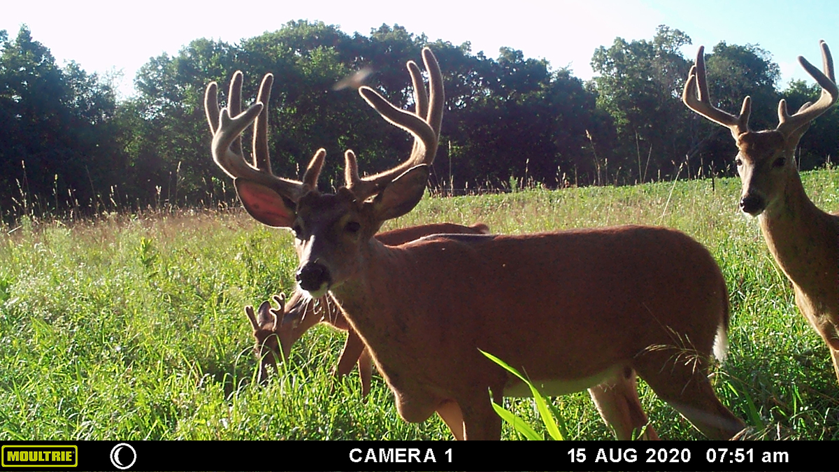 Mature bucks on trail camera
