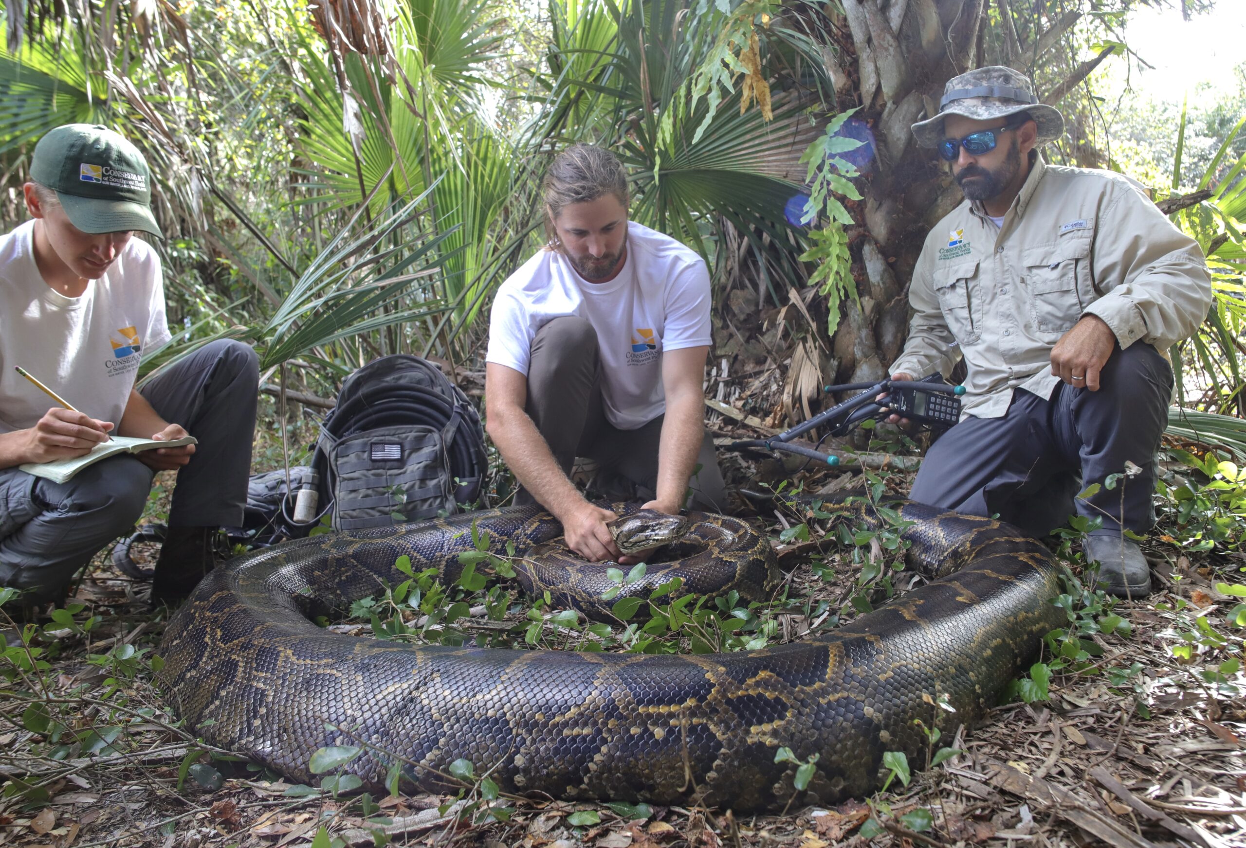 The biggest python ever captured in Florida.