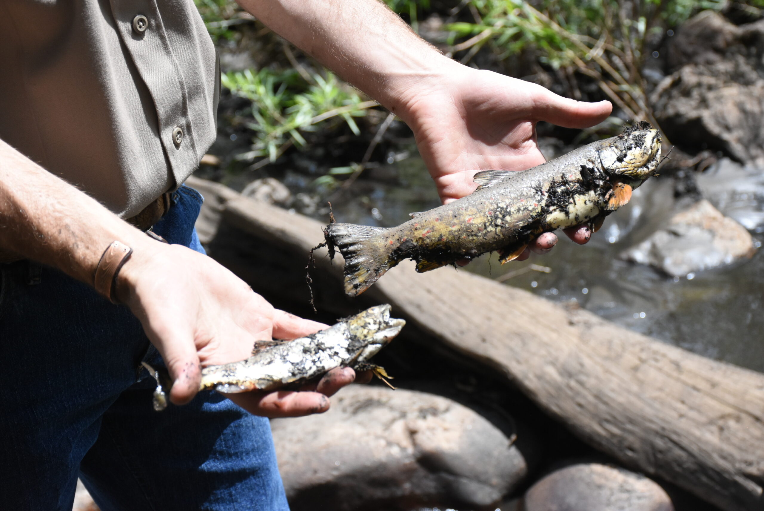 wildfire poudre river fish kill