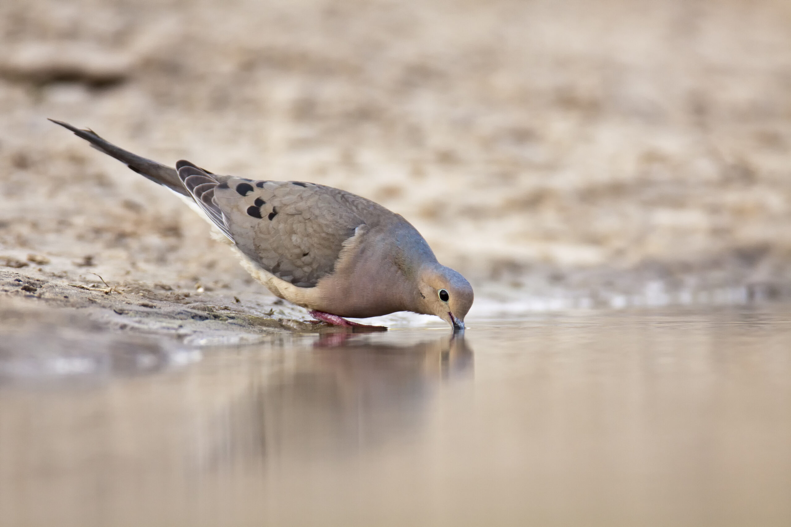 Doves need water to survive.