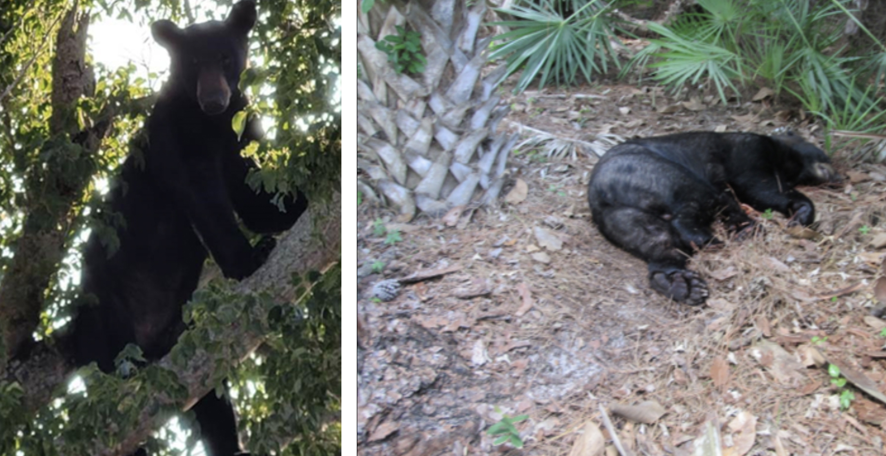 Florida black bear killed by sheriff's deputies.