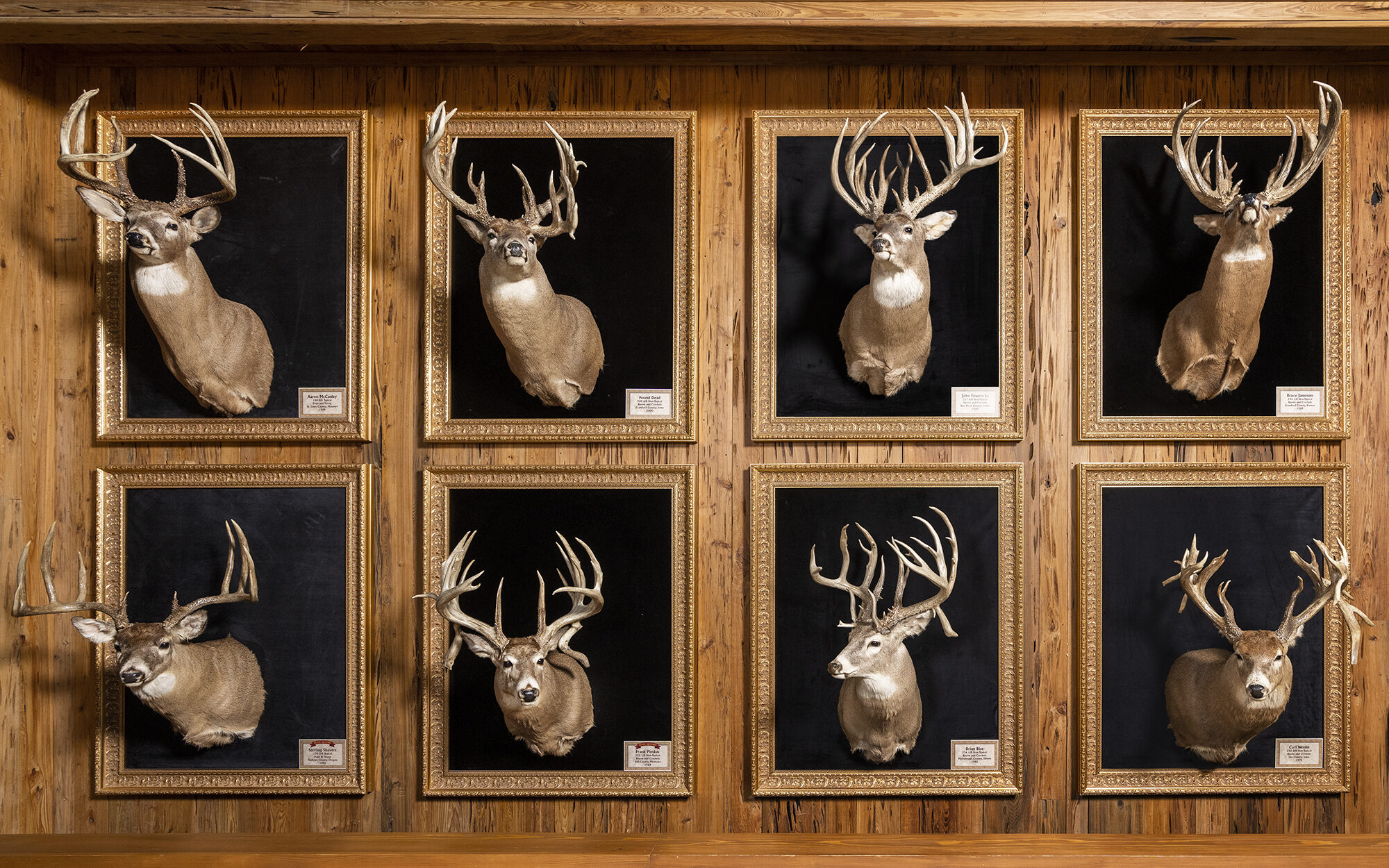 trophy whitetail heads