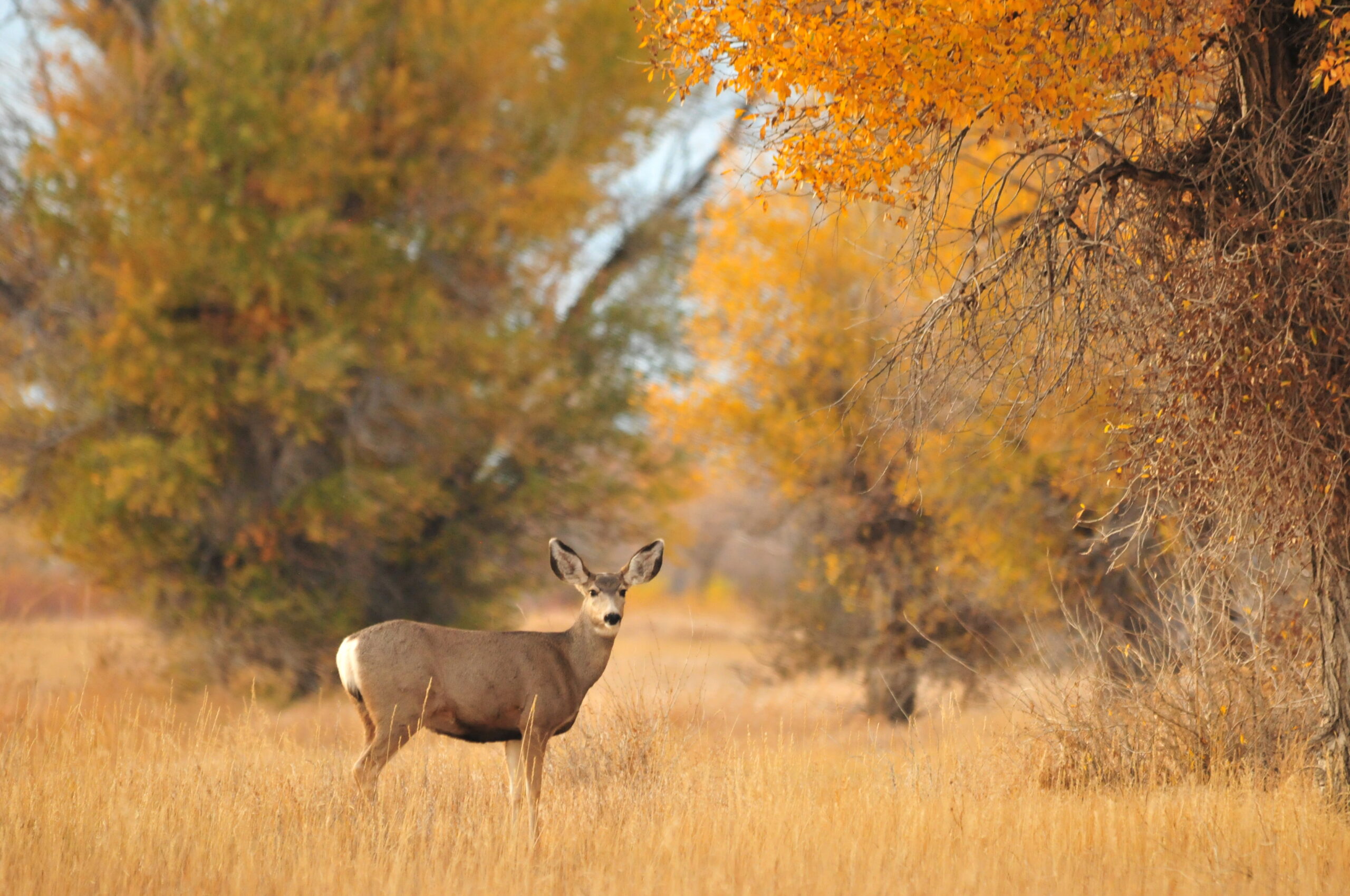 NAWA would help fund mule deer and other wild game habitat.