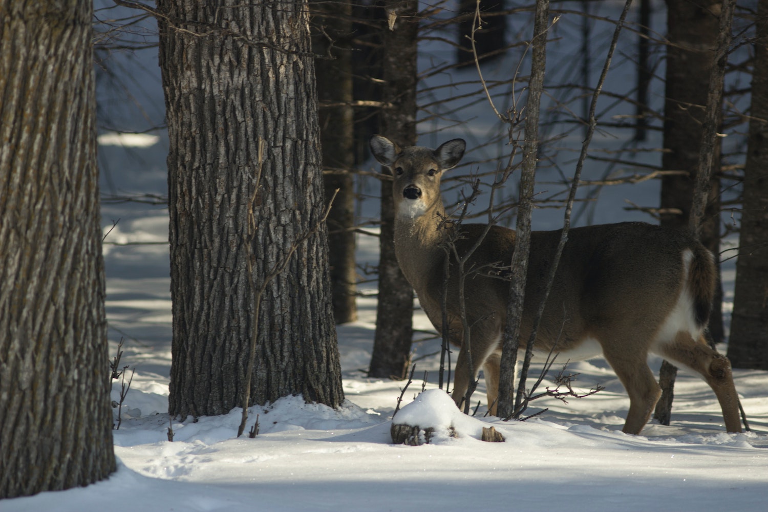 Antlerless whitetail deer in the woods during the winter months.