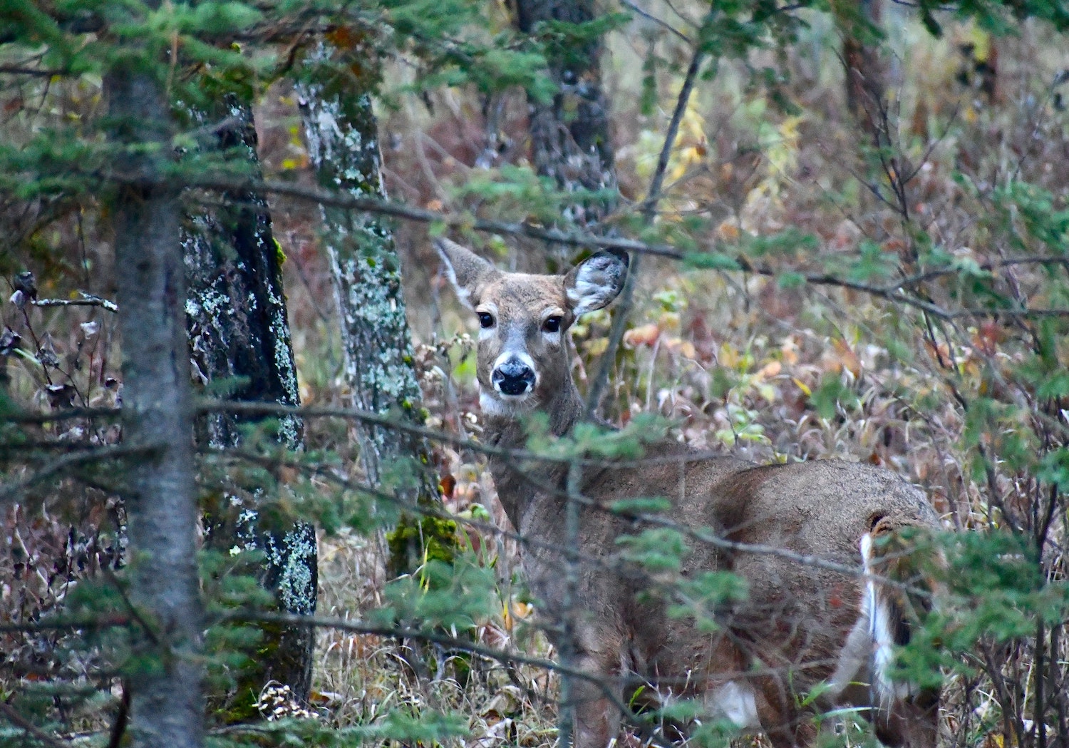 A whitetail deer in the woods.