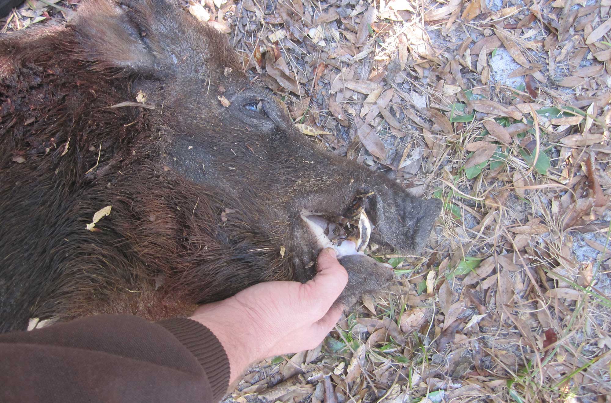 Hunters Oppose Plans to Sterilize Wild Hogs in Hawaii