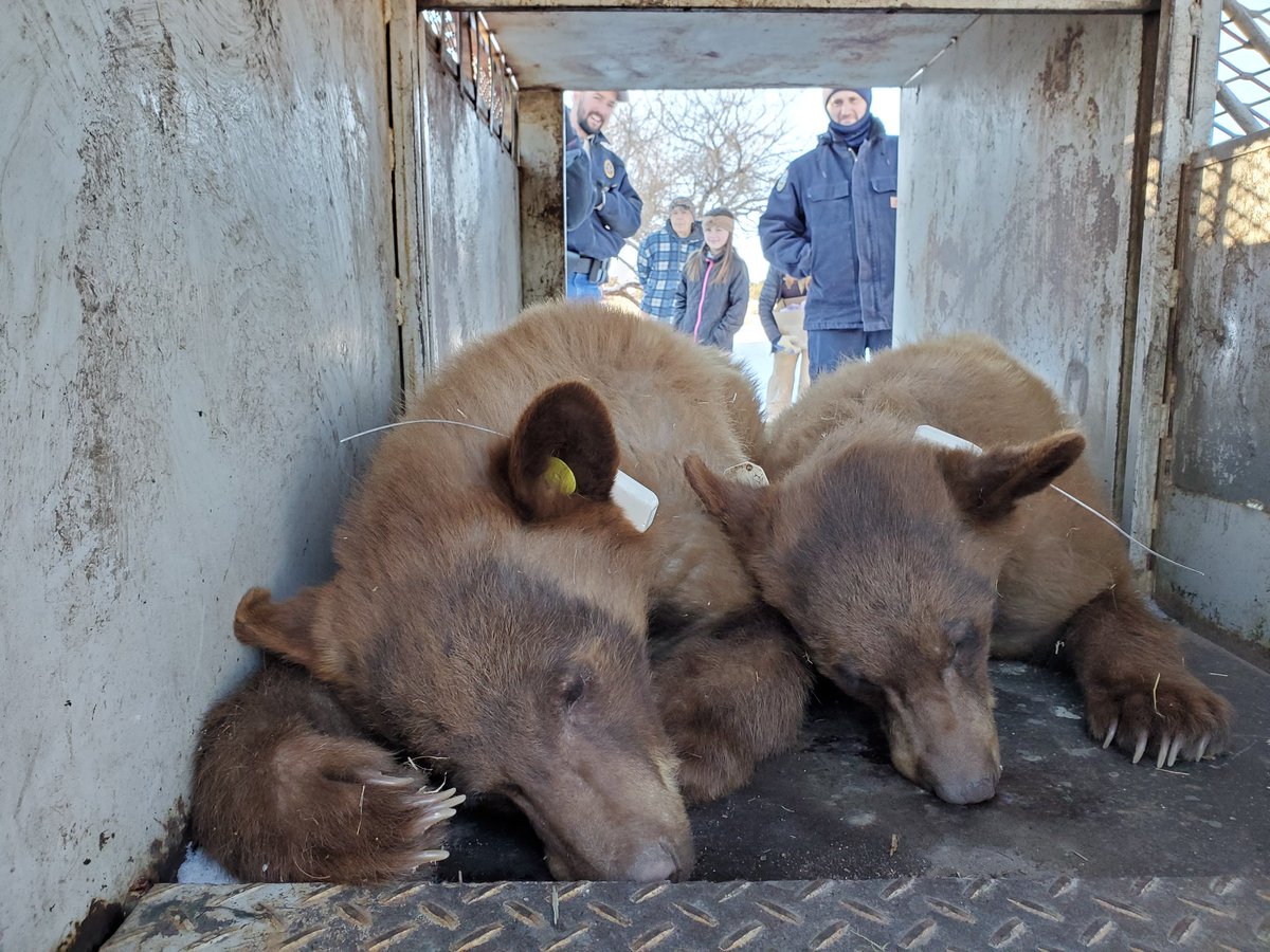 black bear cubs relocated CPW