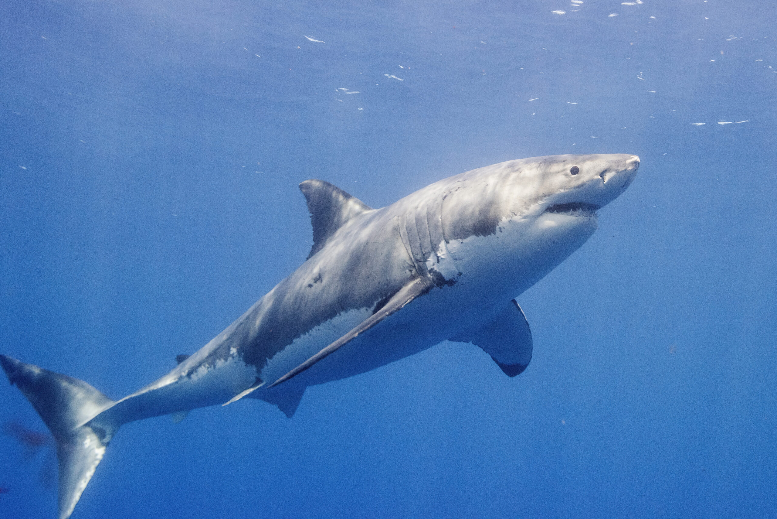 Great white sharks gather off the coast of Cape Cod in the summer