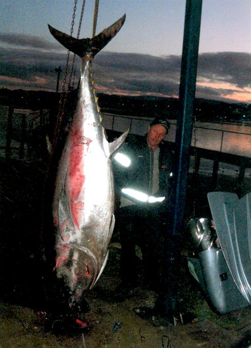 World record southern bluefin.