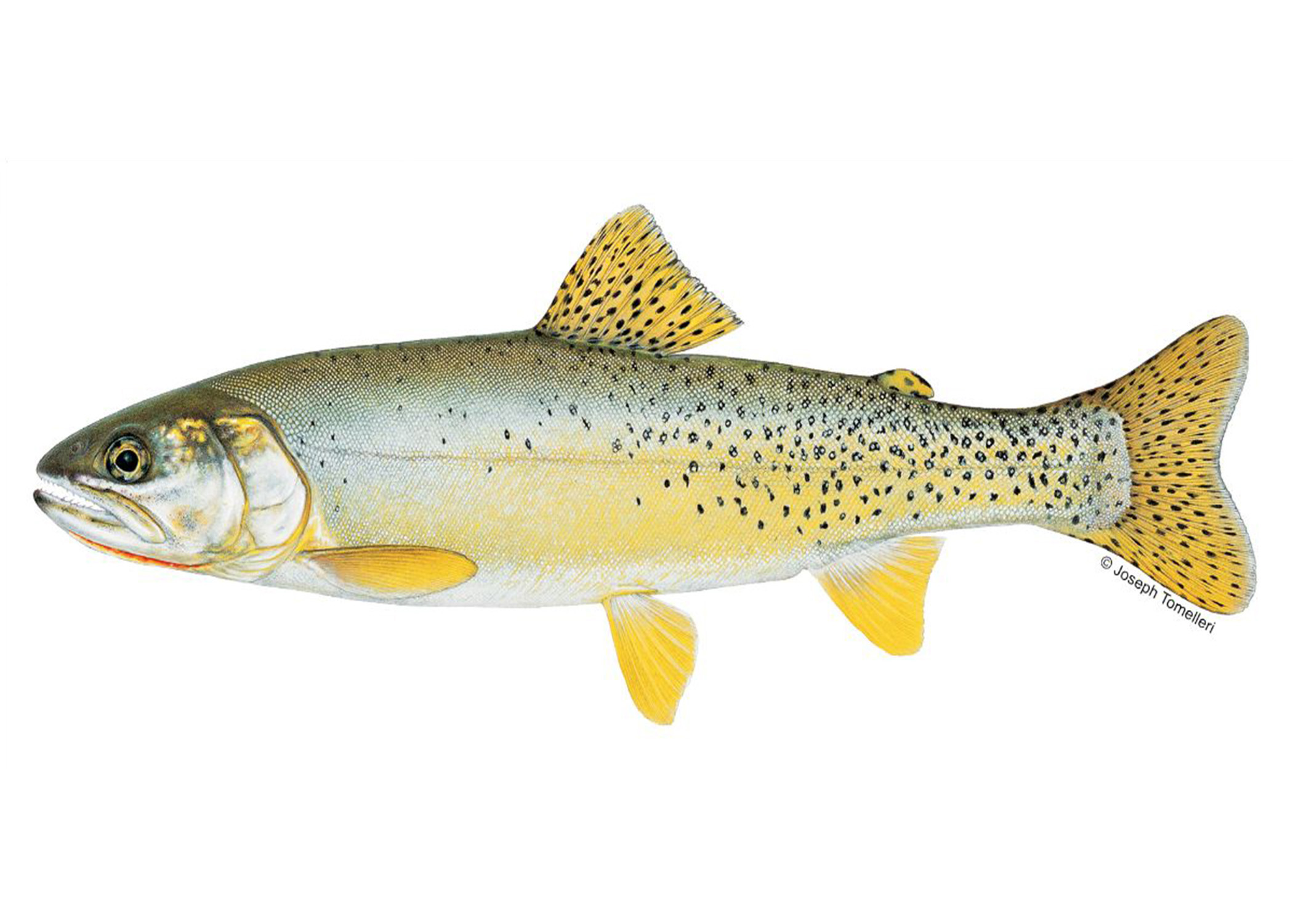 Yellowfin Cutthroat Trout Went Extinct in Colorado 120 Years Ago. But Now Researchers are Hoping to Rediscover Them