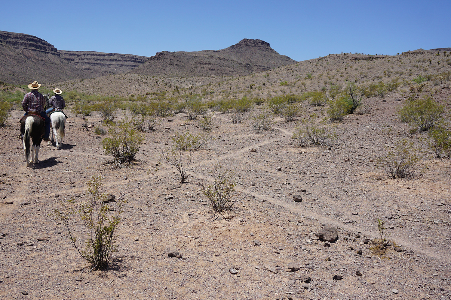 trails on dry terrain