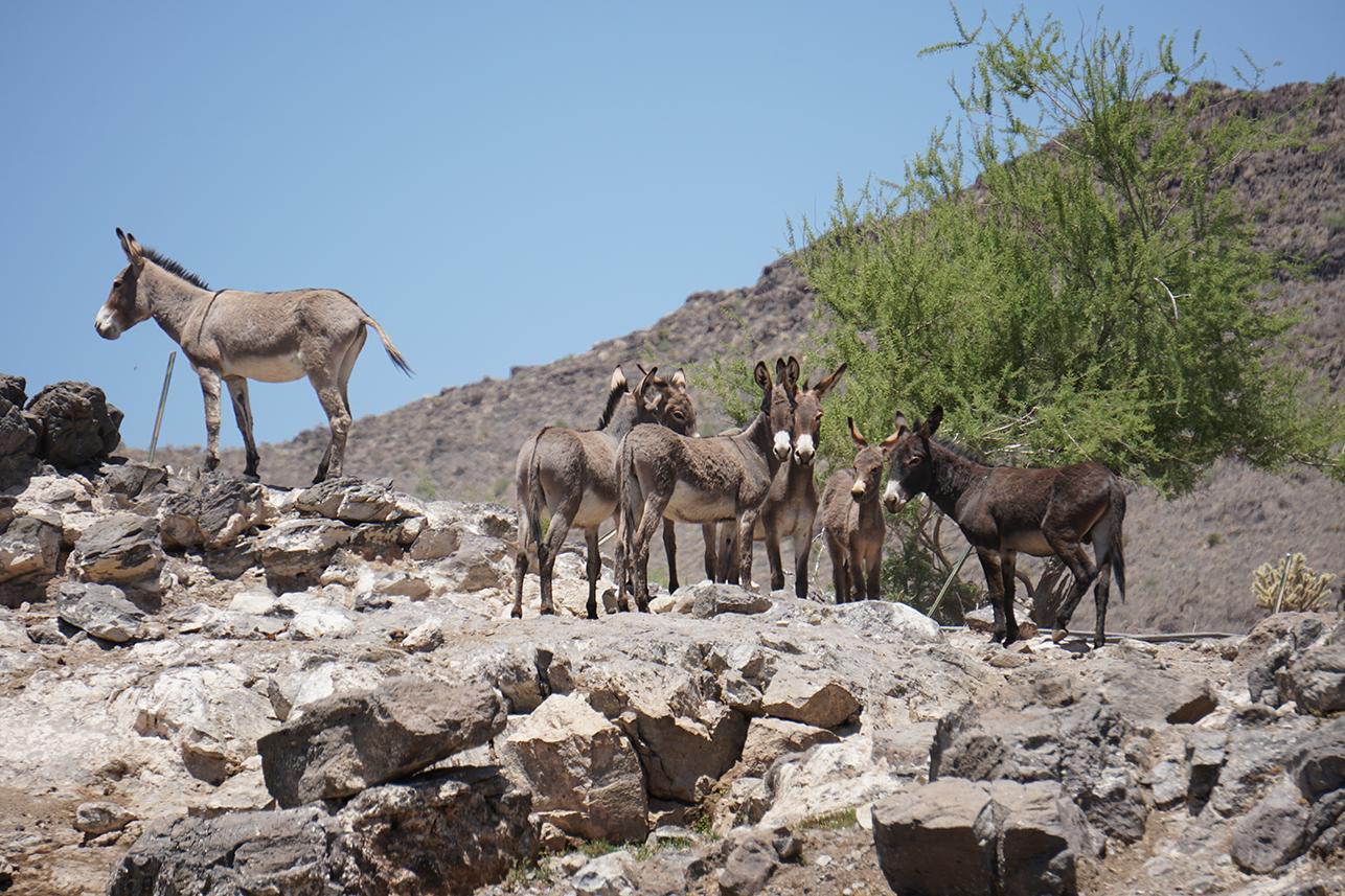 burros standing on rocks