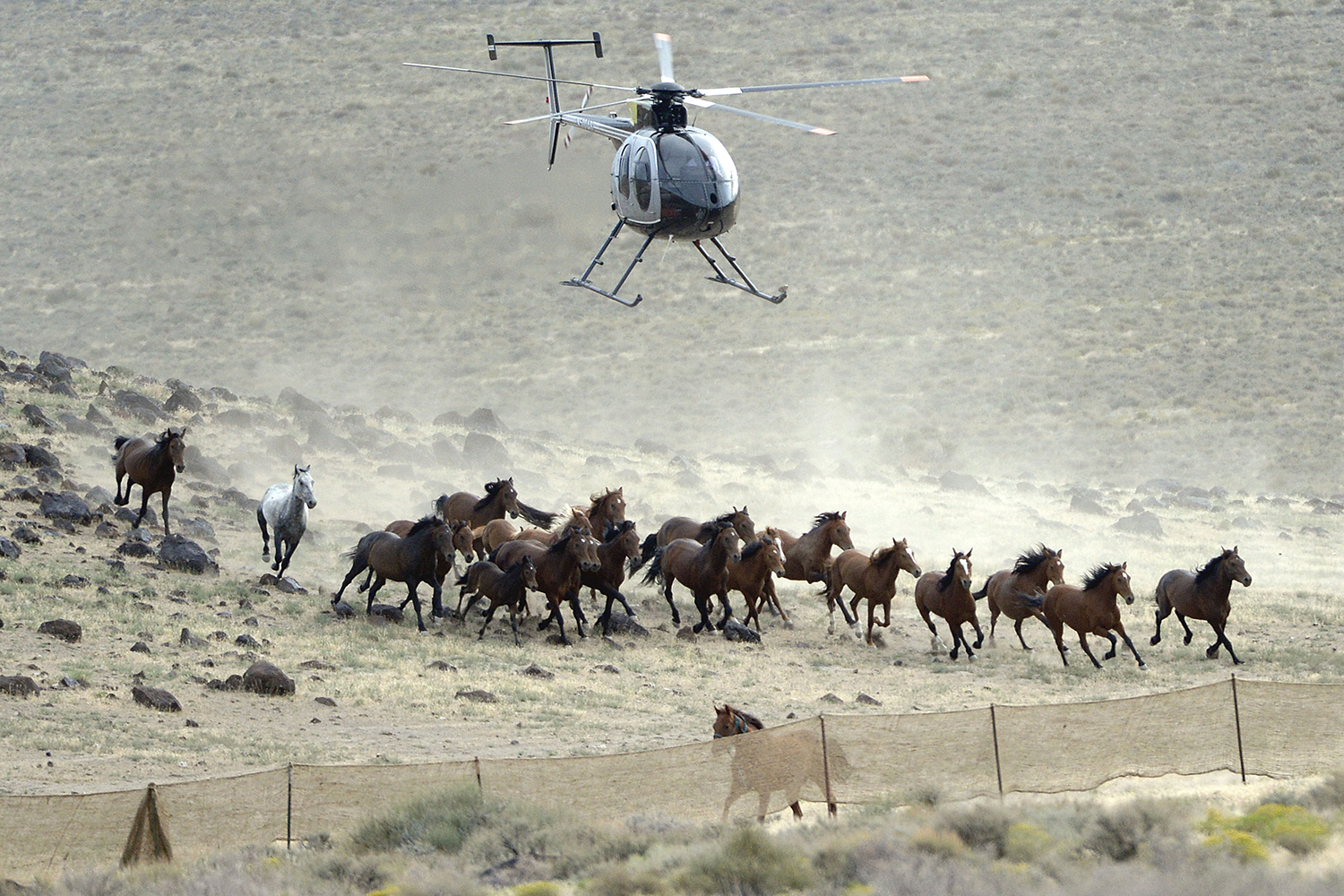 helicopter pushes horses