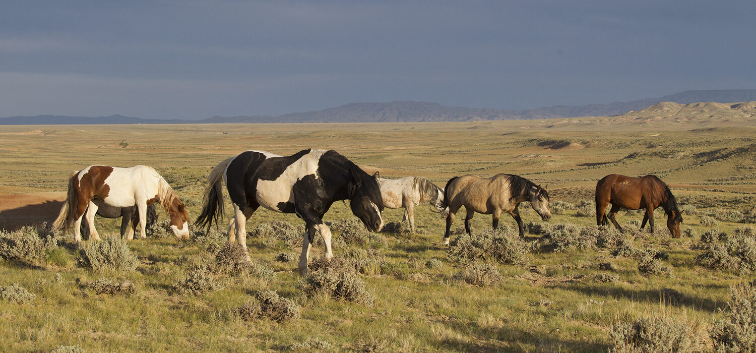 horses on rangeland