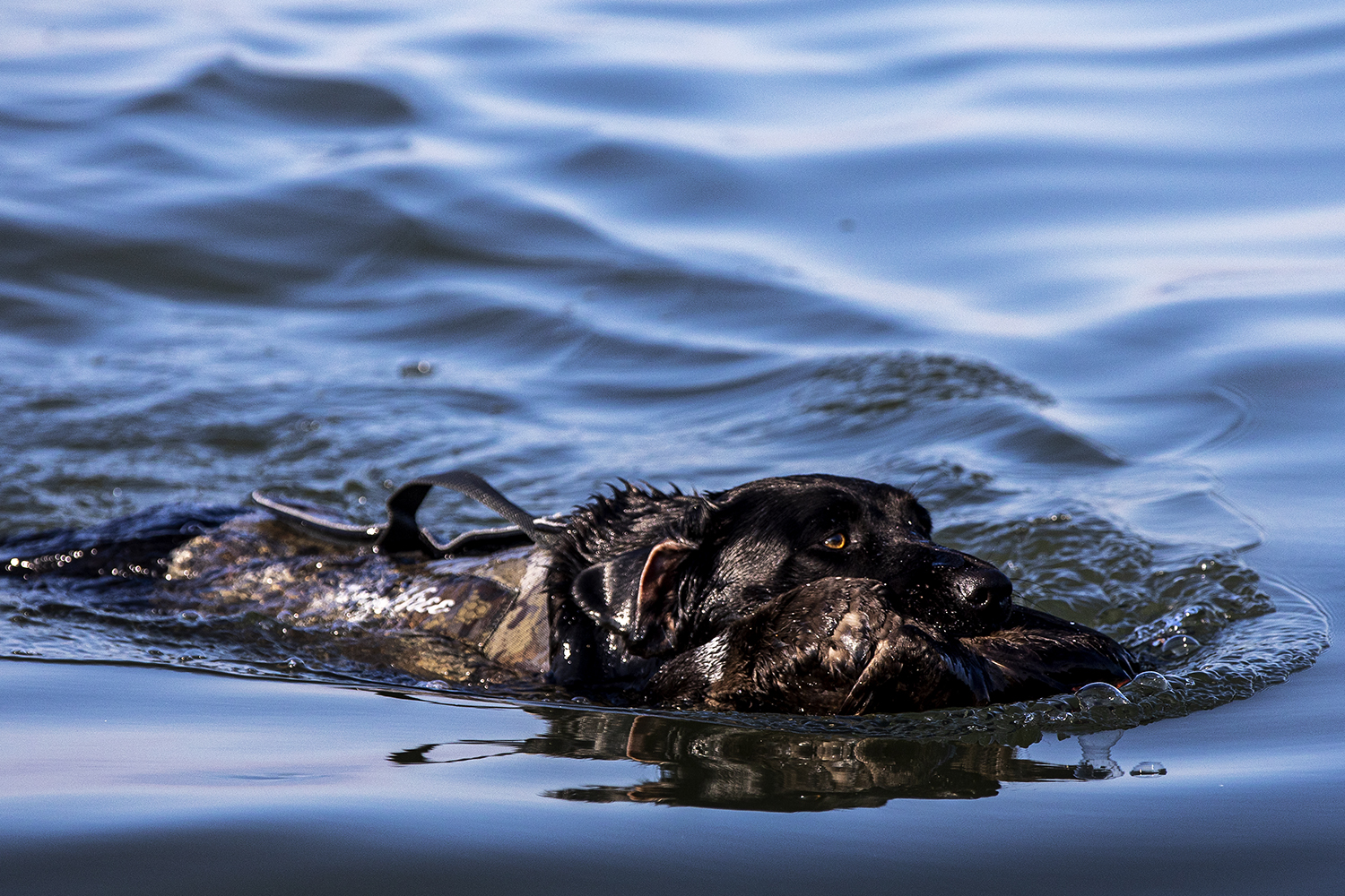 dog retrieves duck from san francisco bay