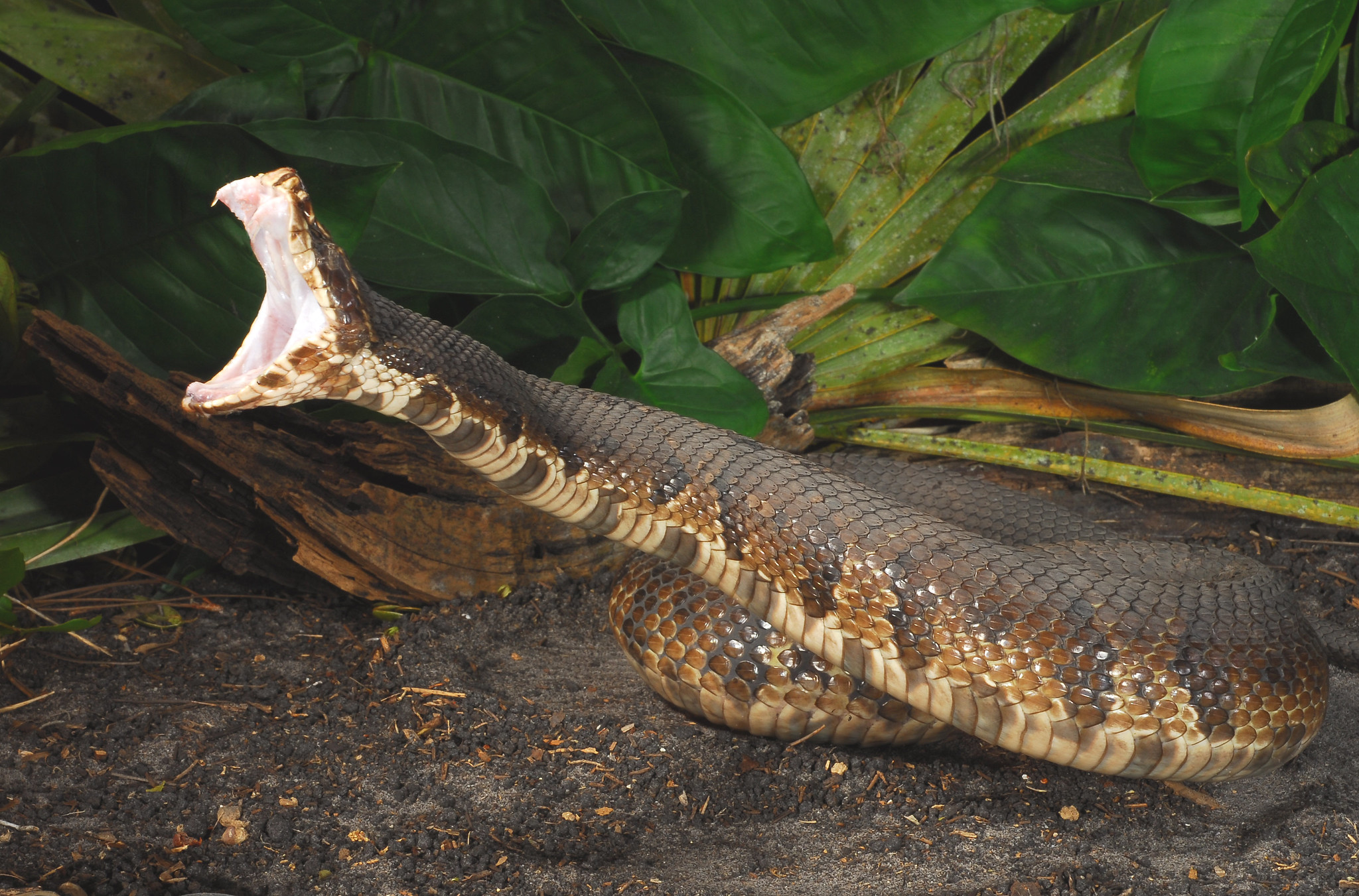 cottonmouth FWC