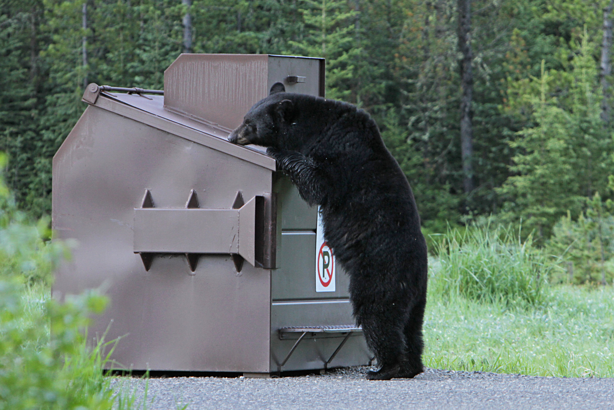 black bear in dumpster NPS