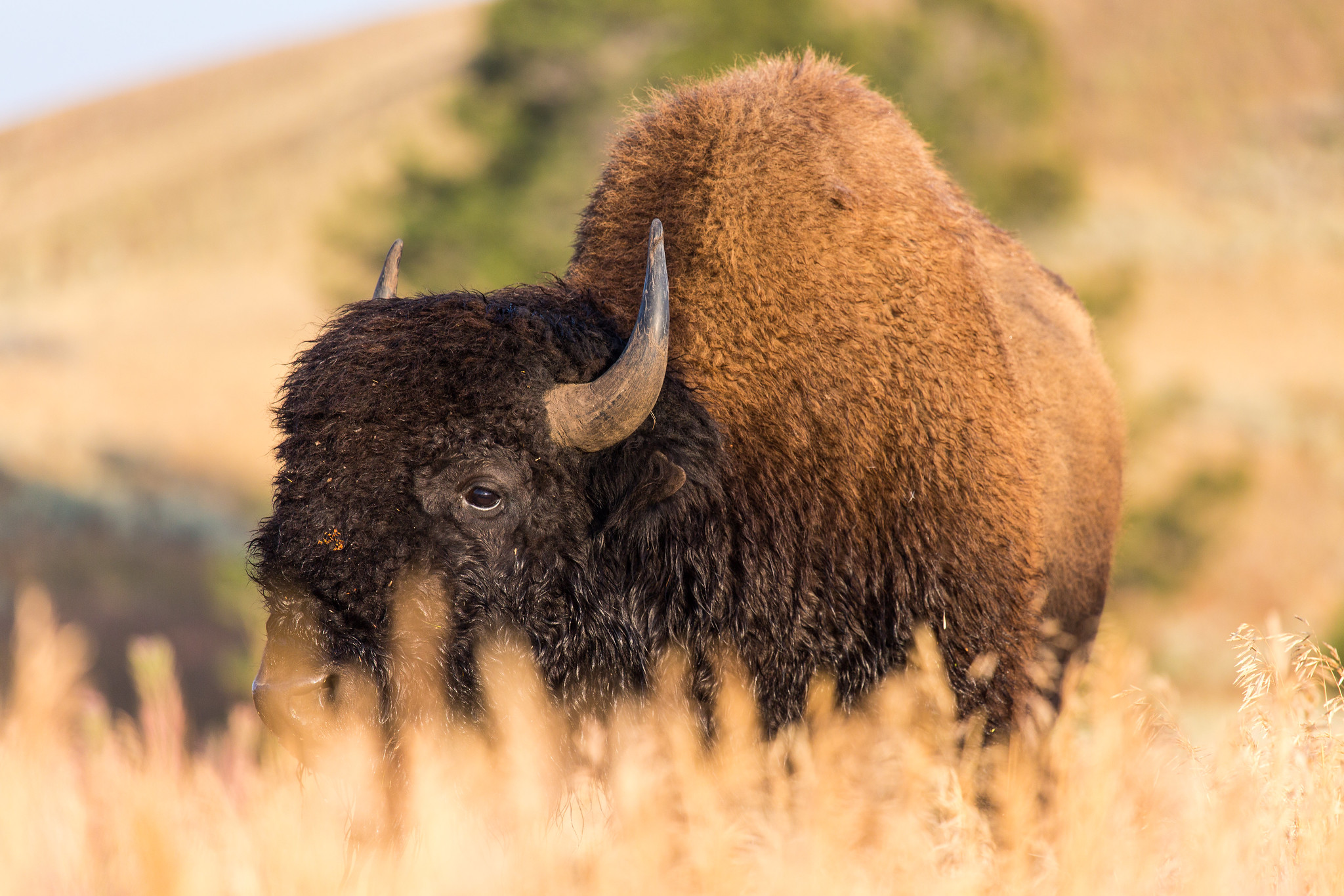 yellowstone bison NPS