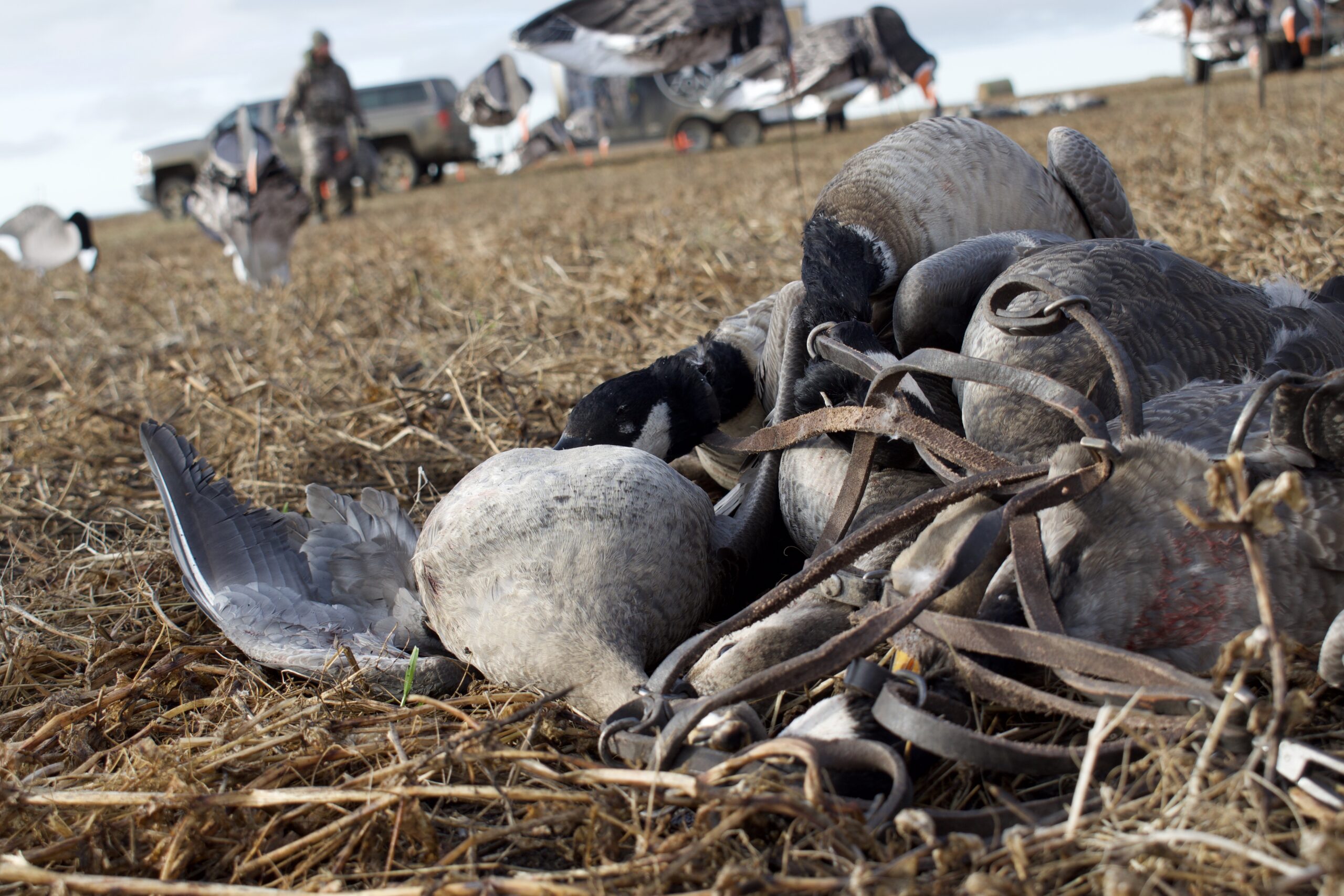 Hunters will need to cook their harvest with a wing on to remain legal.