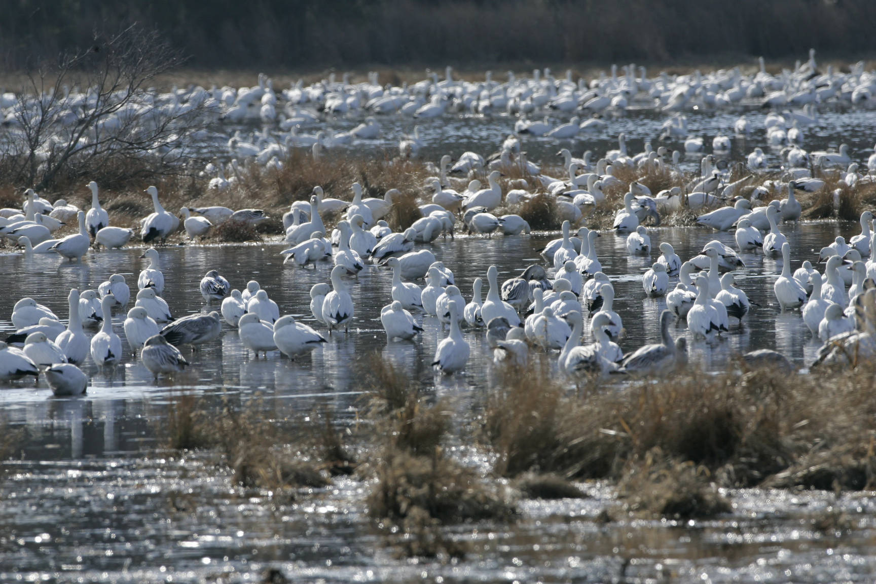 Snow geese are more apt to contract avian influenza.