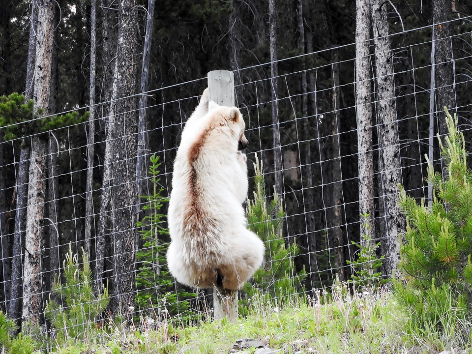 banff's white bear climbing fence