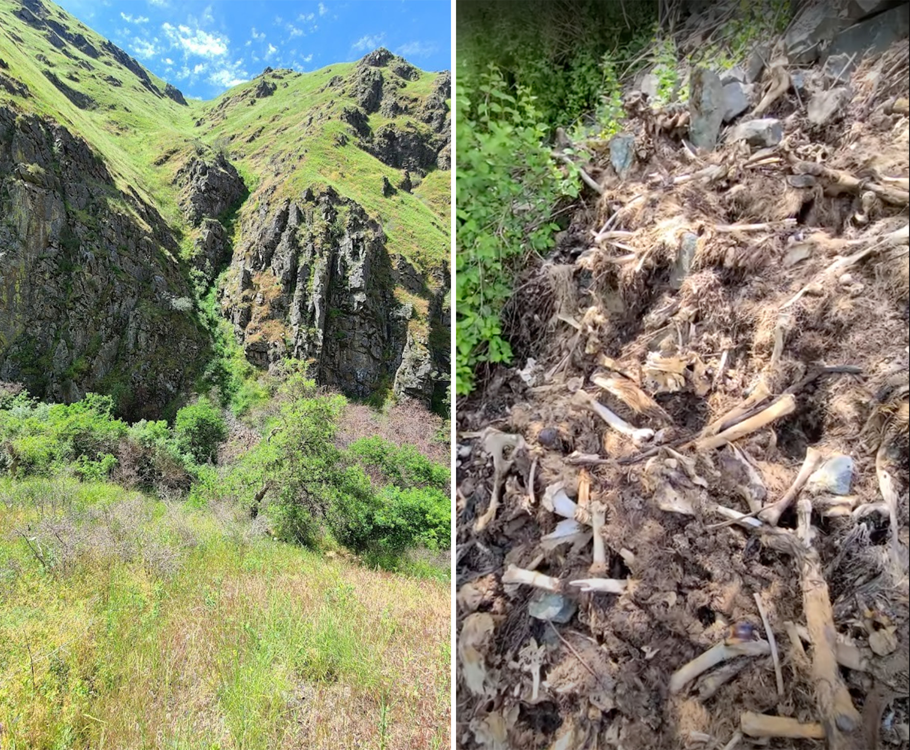 Idaho Wildlife Officials Discover Elk Boneyard on Craig Mountain