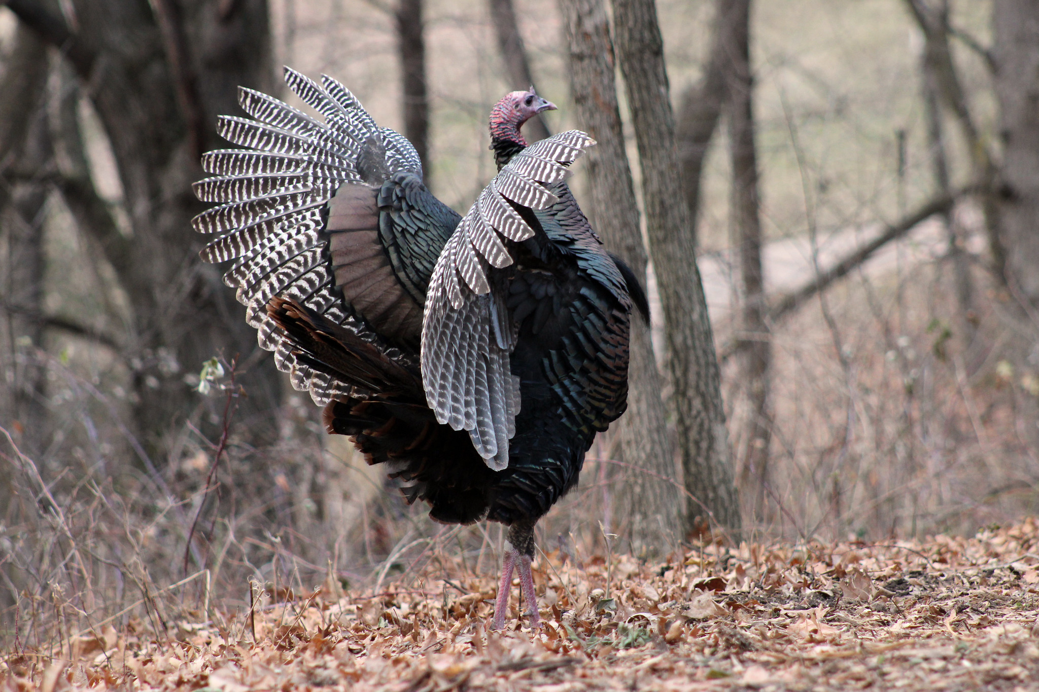Pennsylvania Bans Turkey Hunting With Muzzleloaders, Slug Guns, and Pistols Amid Population Declines