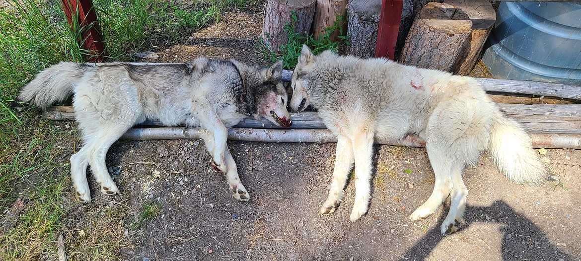 Troy Montana wolves were killed after attacking goats.